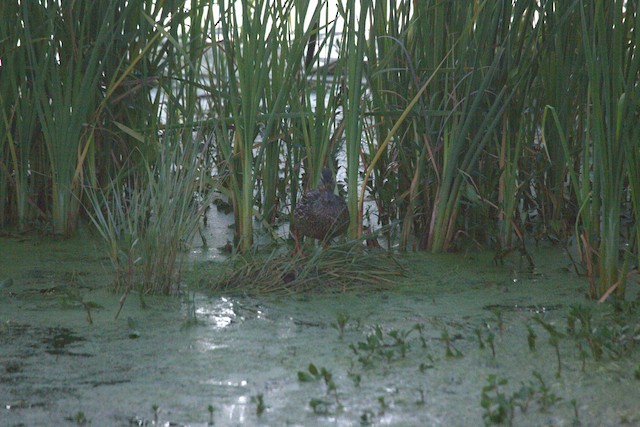 Mallard