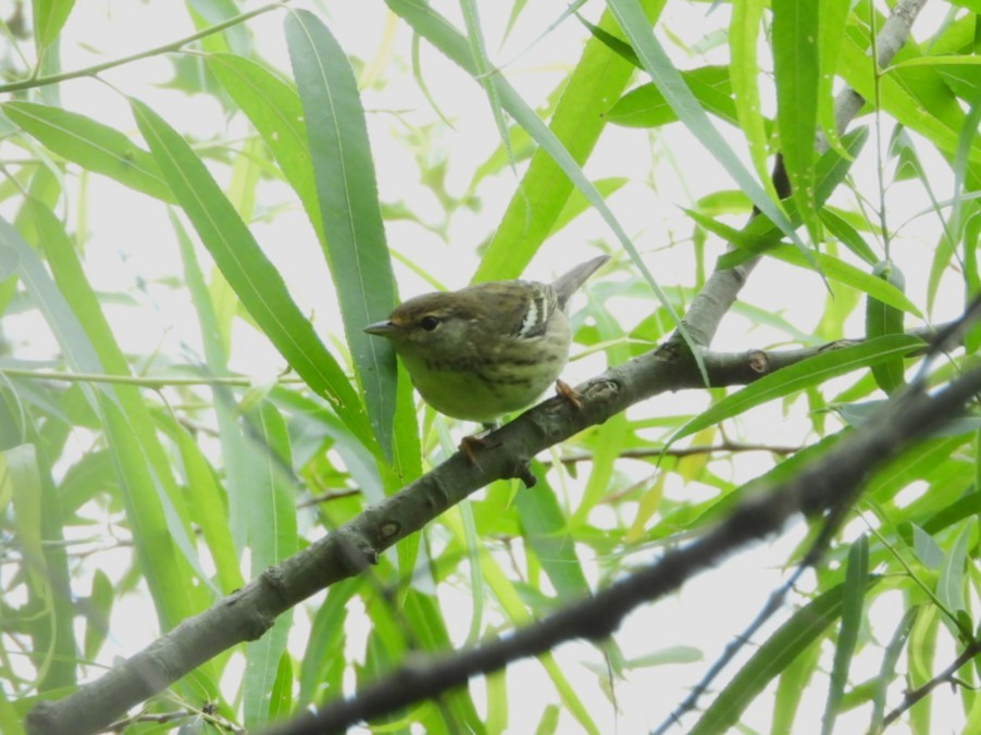Blackpoll Warbler - ML657237554