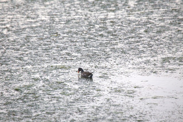 Common Gallinule