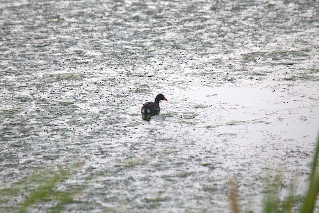 Common Gallinule