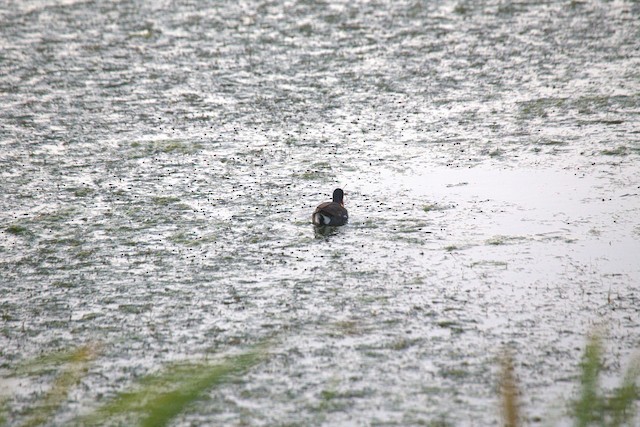 Common Gallinule