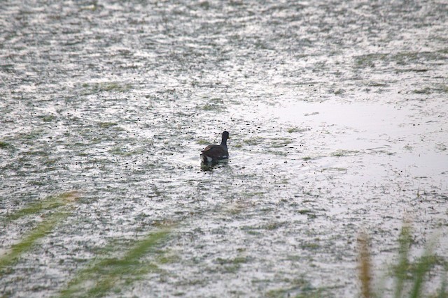 Common Gallinule
