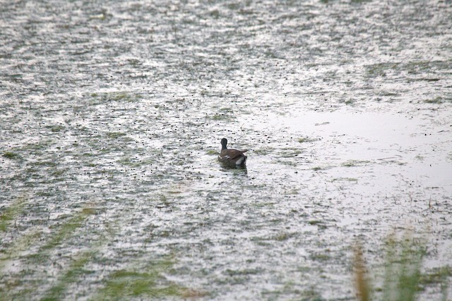 Common Gallinule