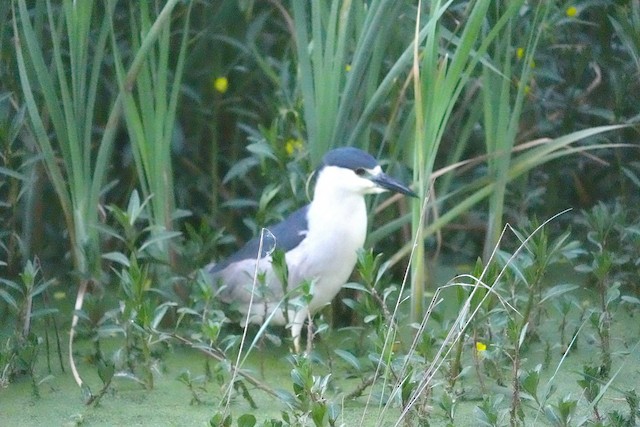 Black-crowned Night Heron