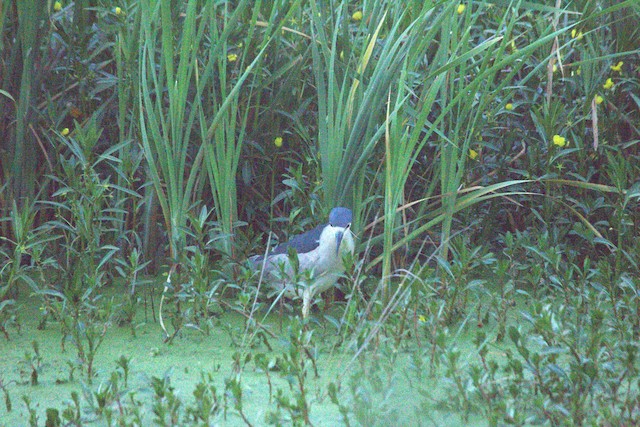 Black-crowned Night Heron