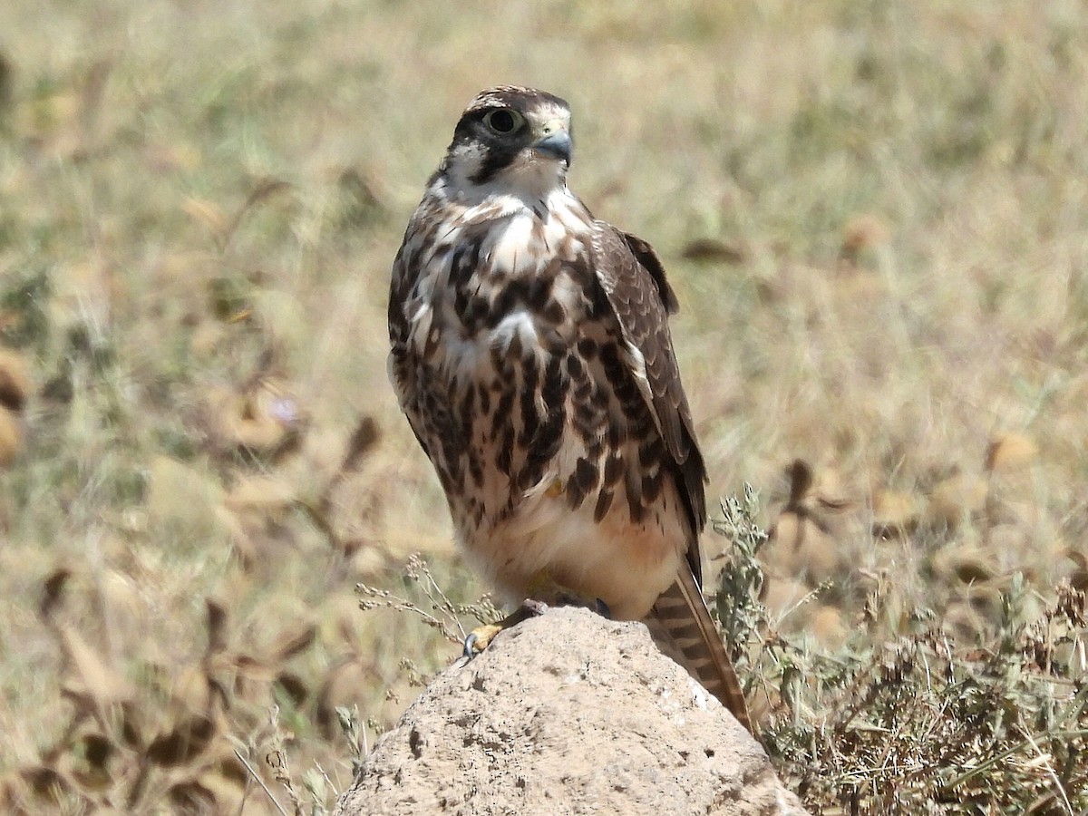 Lanner Falcon - ML657238304