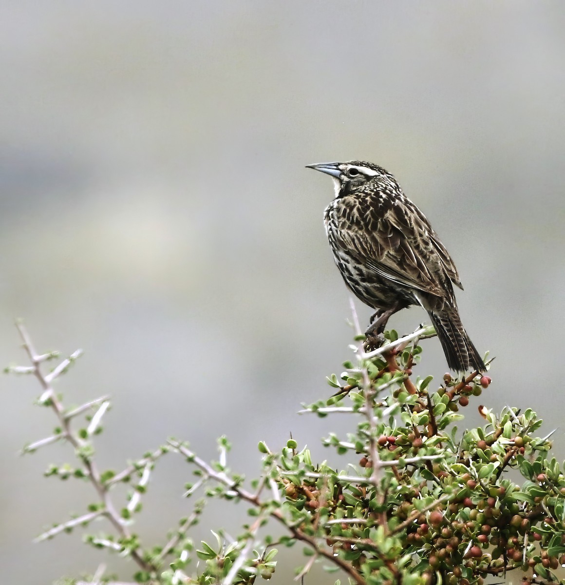 storlerketrupial - ML657239232