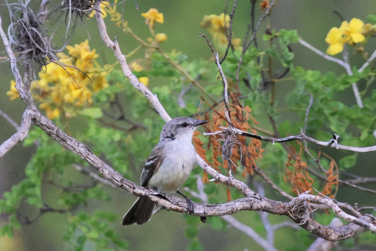 Suiriri Flycatcher - ML657240297