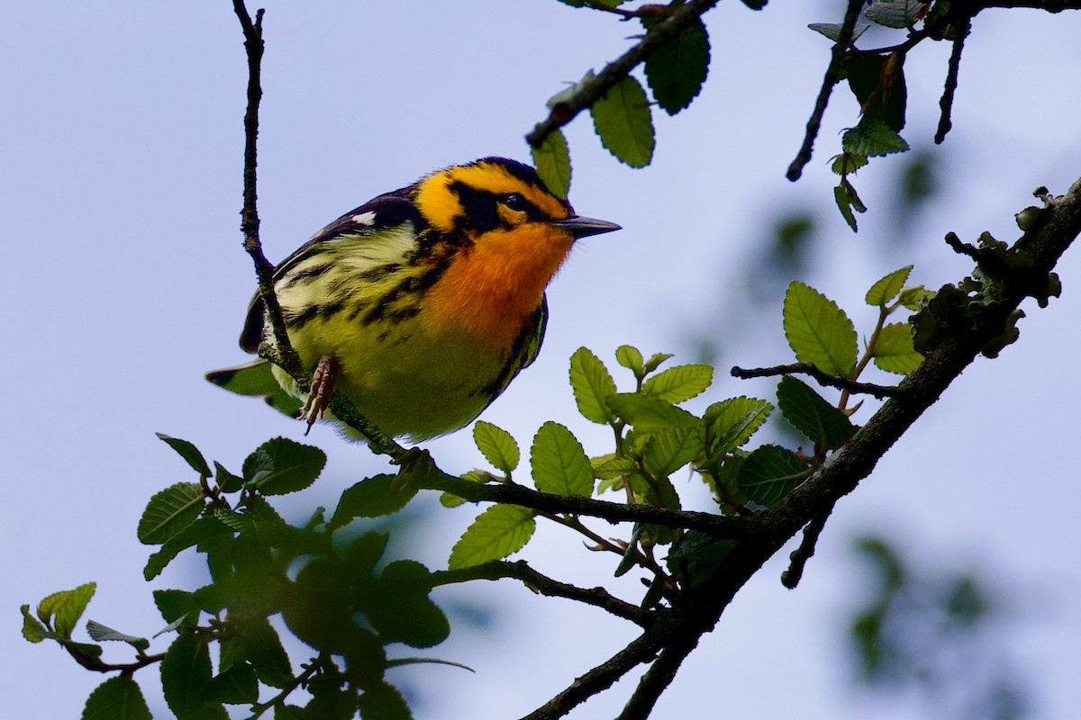 Blackburnian Warbler - ML657240894