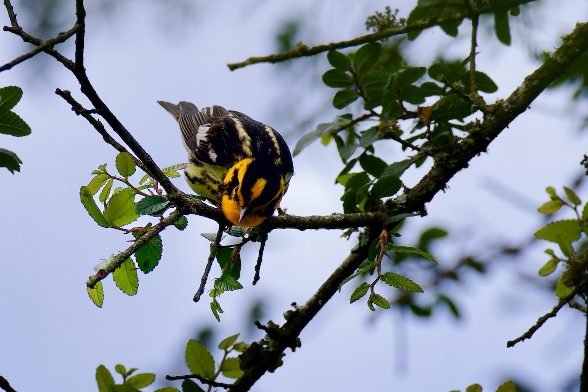 Blackburnian Warbler - ML657240895