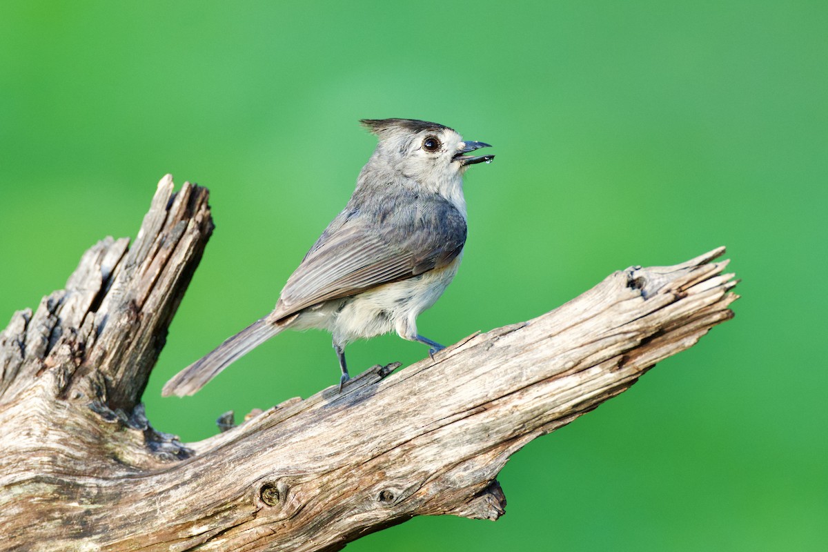 Black-crested Titmouse - ML657241003