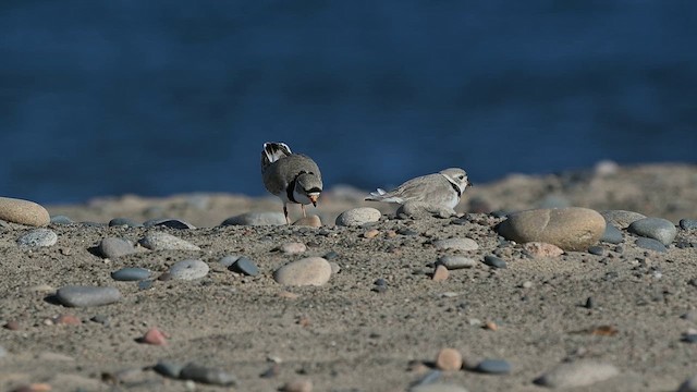 Piping Plover - ML657241475