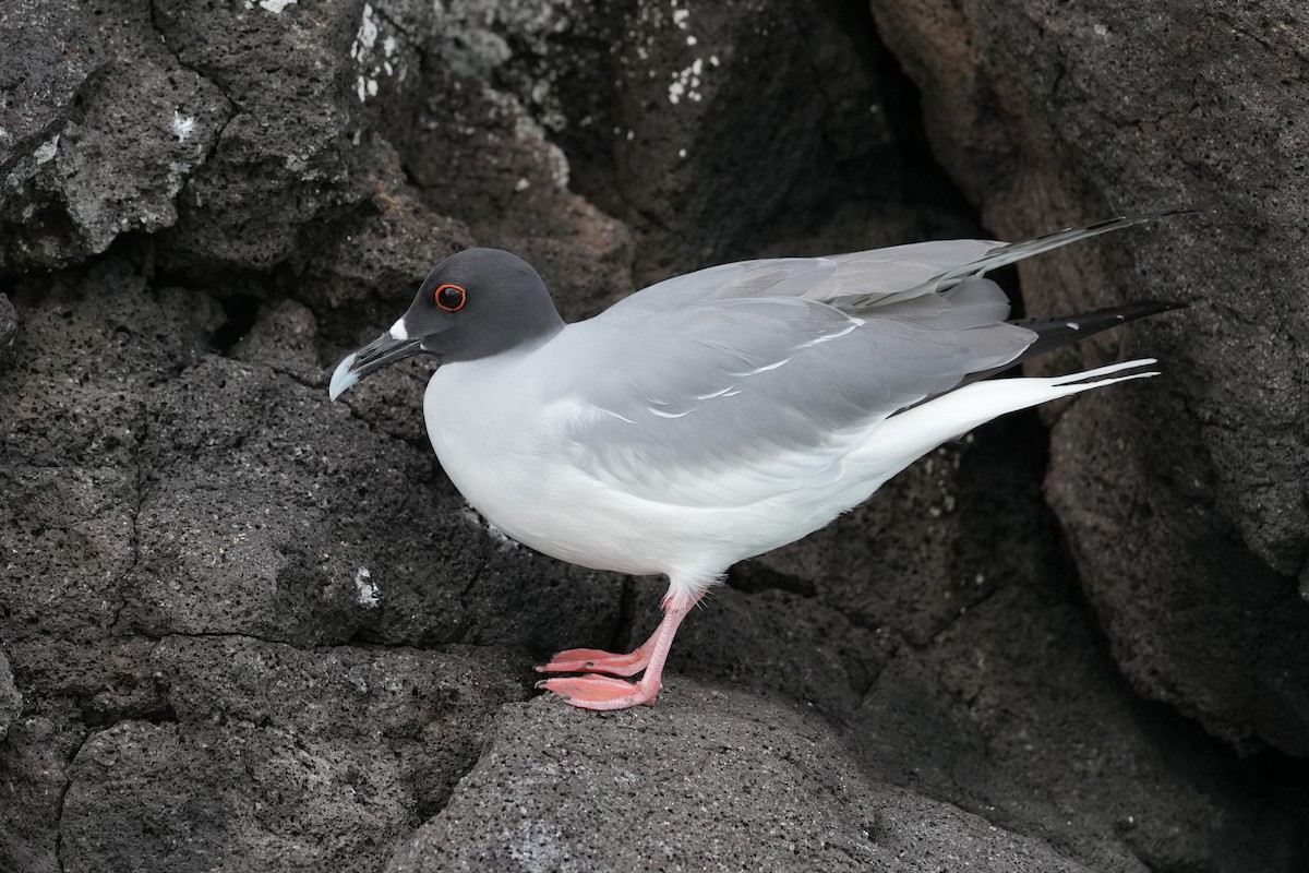 Gaviota Tijereta - ML657241647