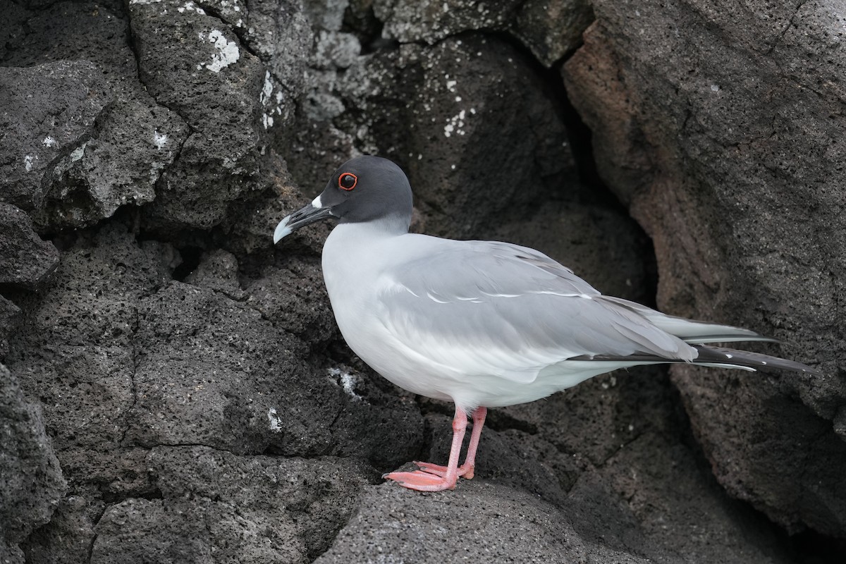 Gaviota Tijereta - ML657241648