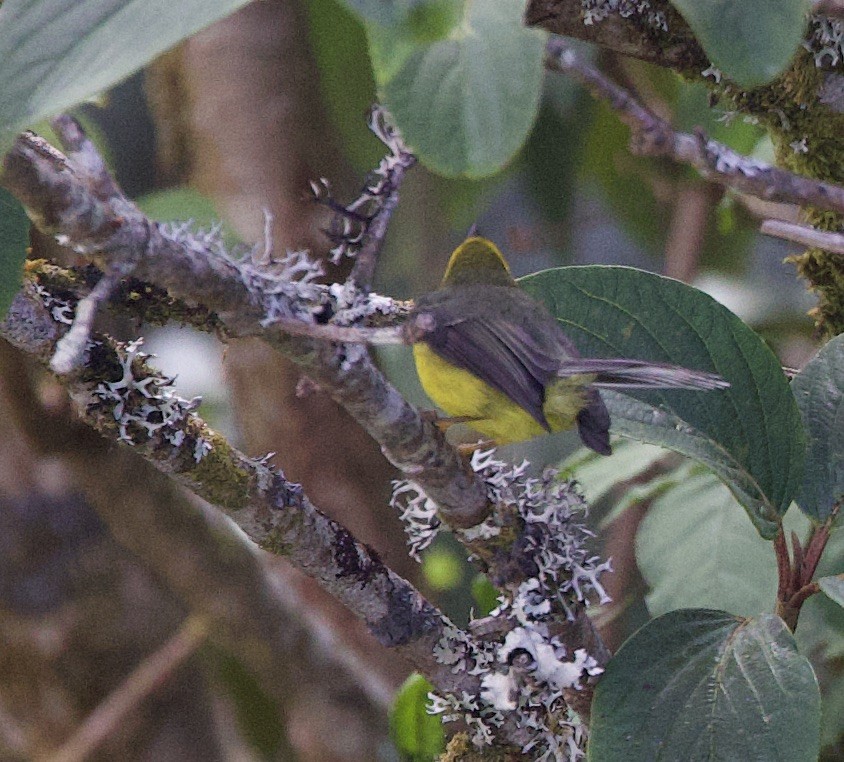 Yellow-bellied Fairy-Fantail - ML657242440