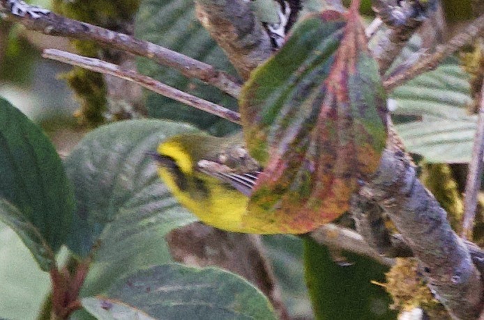 Yellow-bellied Fairy-Fantail - ML657242441