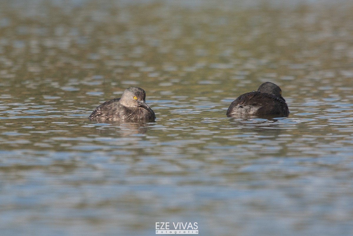 Least Grebe - ML657242689