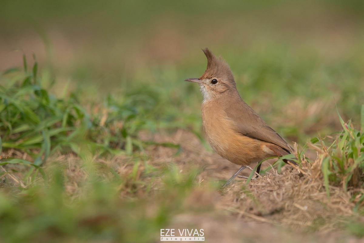 Crested Hornero - ML657242698