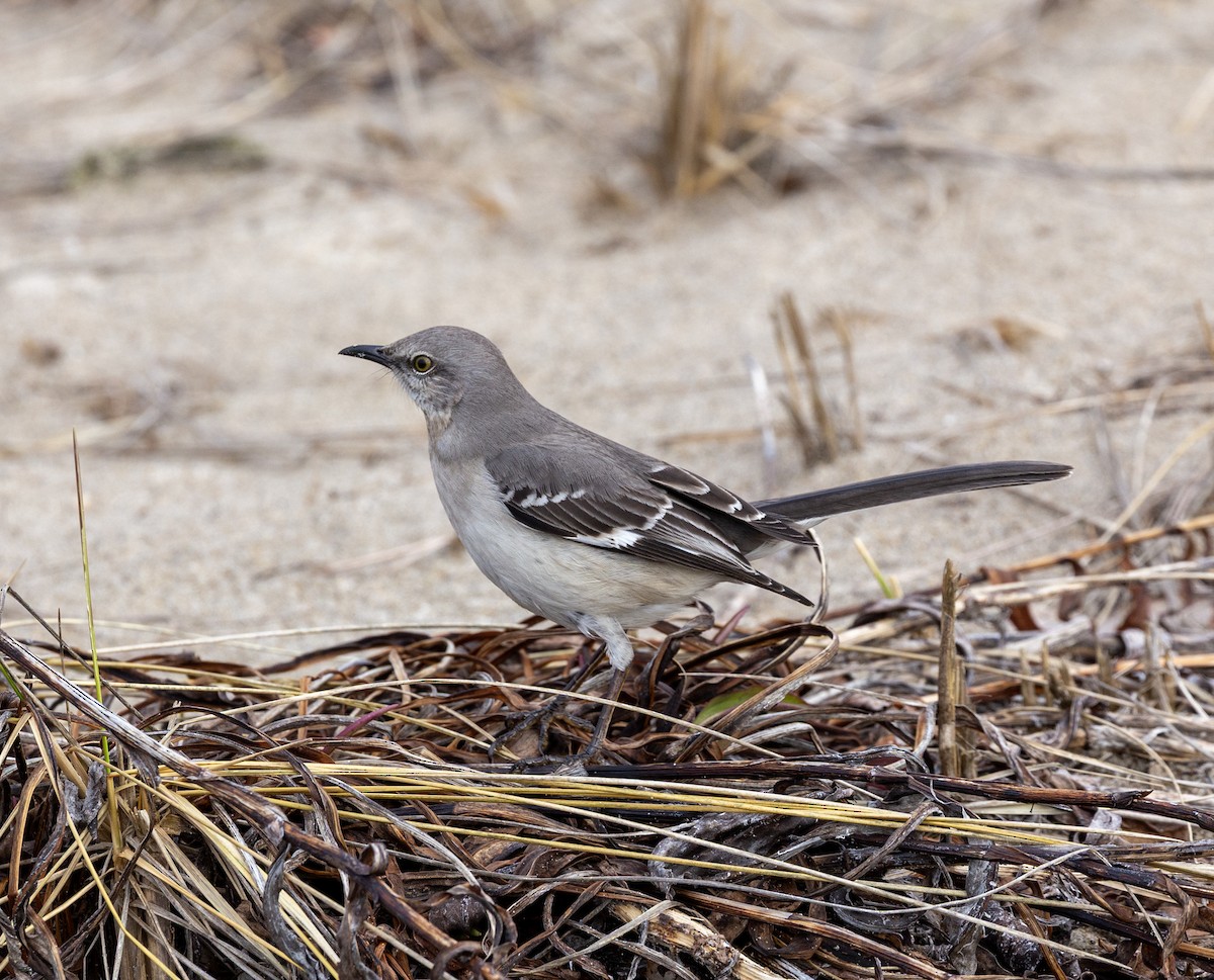 Northern Mockingbird - ML657242745