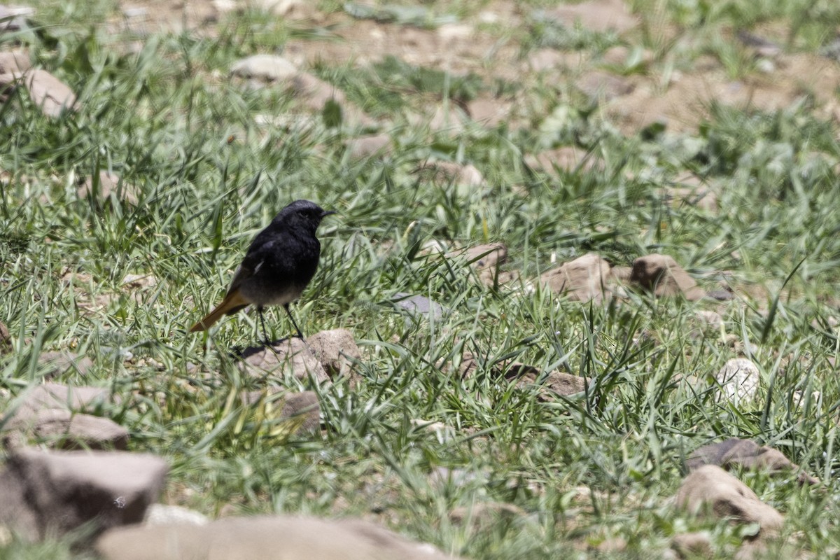 Black Redstart - ML657243439