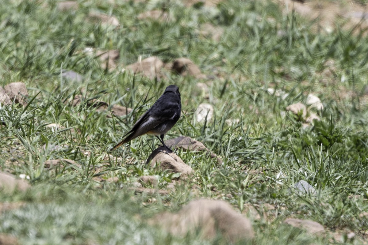 Black Redstart - ML657243440