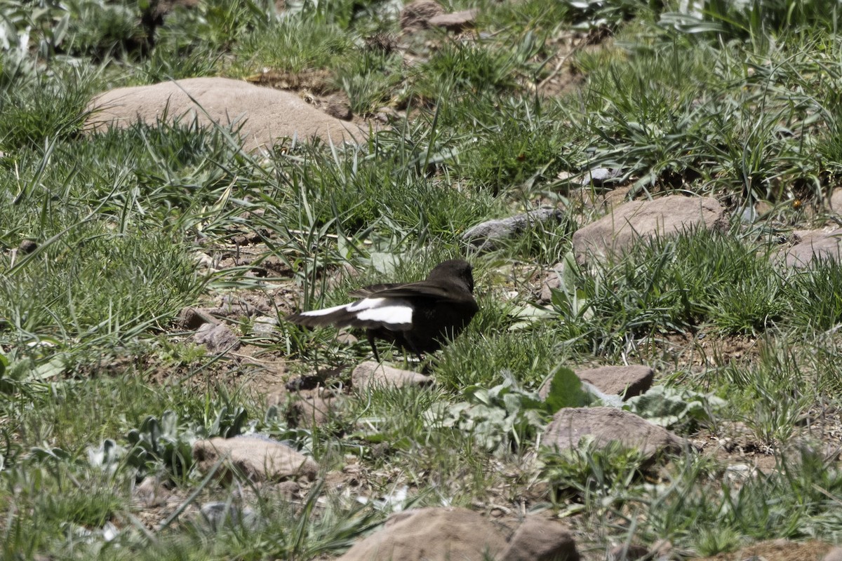 Black Wheatear - ML657243516