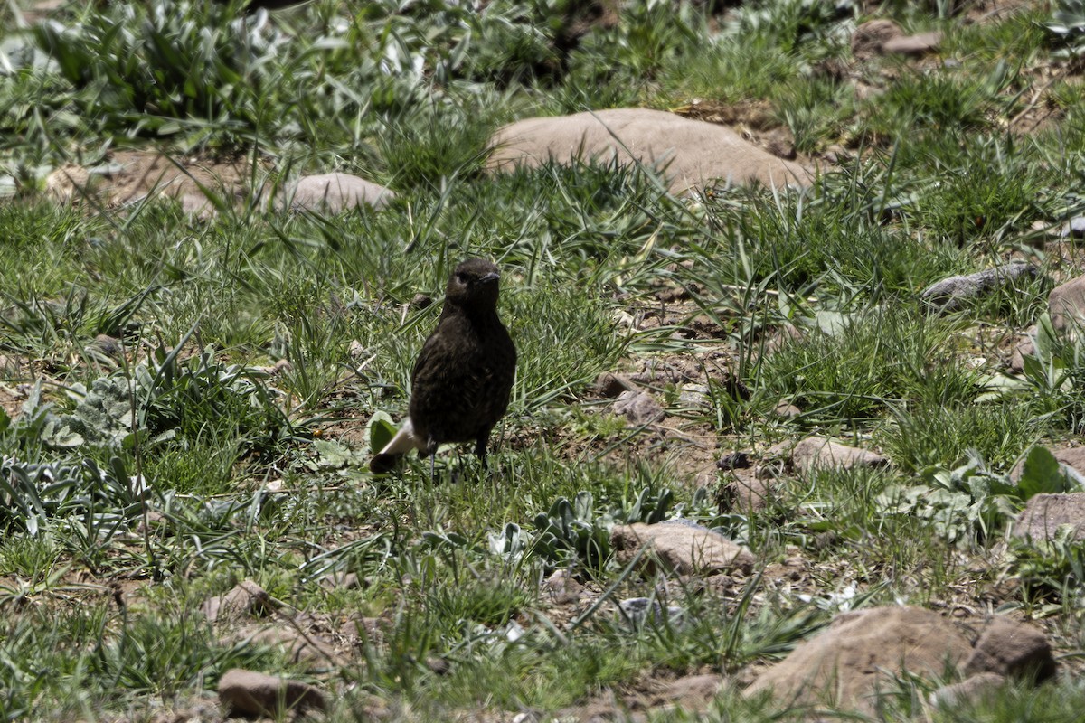 Black Wheatear - ML657243517