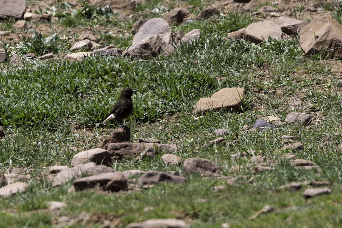 Black Wheatear - ML657243518