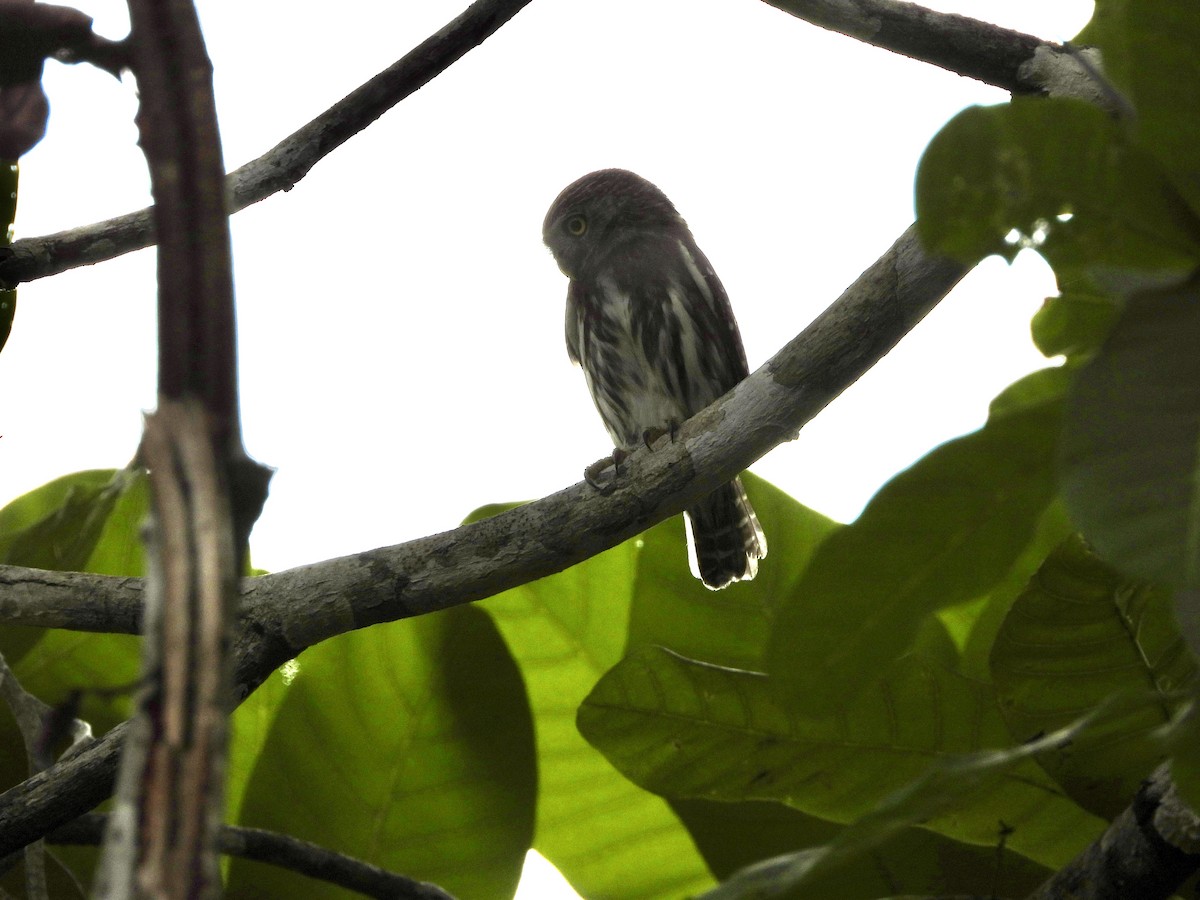 Ferruginous Pygmy-Owl - ML657243624