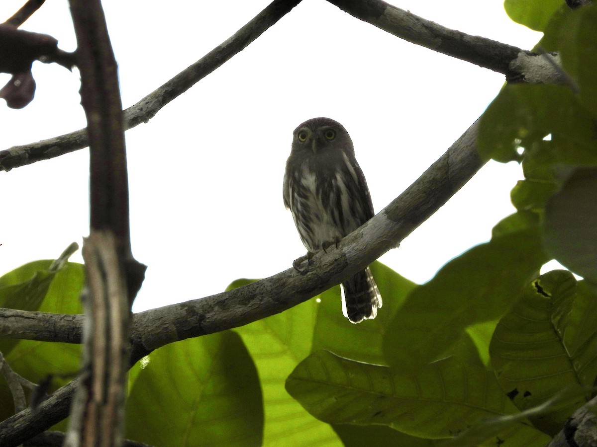 Ferruginous Pygmy-Owl - ML657243625