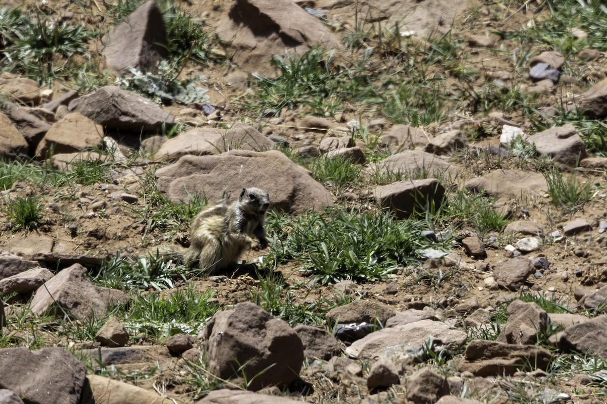 Barbary Ground Squirrel - ML657243698