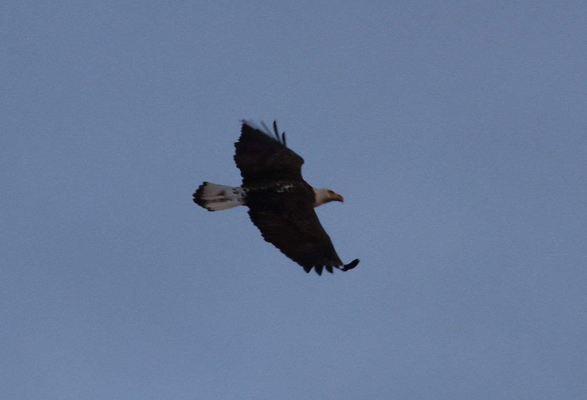 Bald Eagle - ML657243715