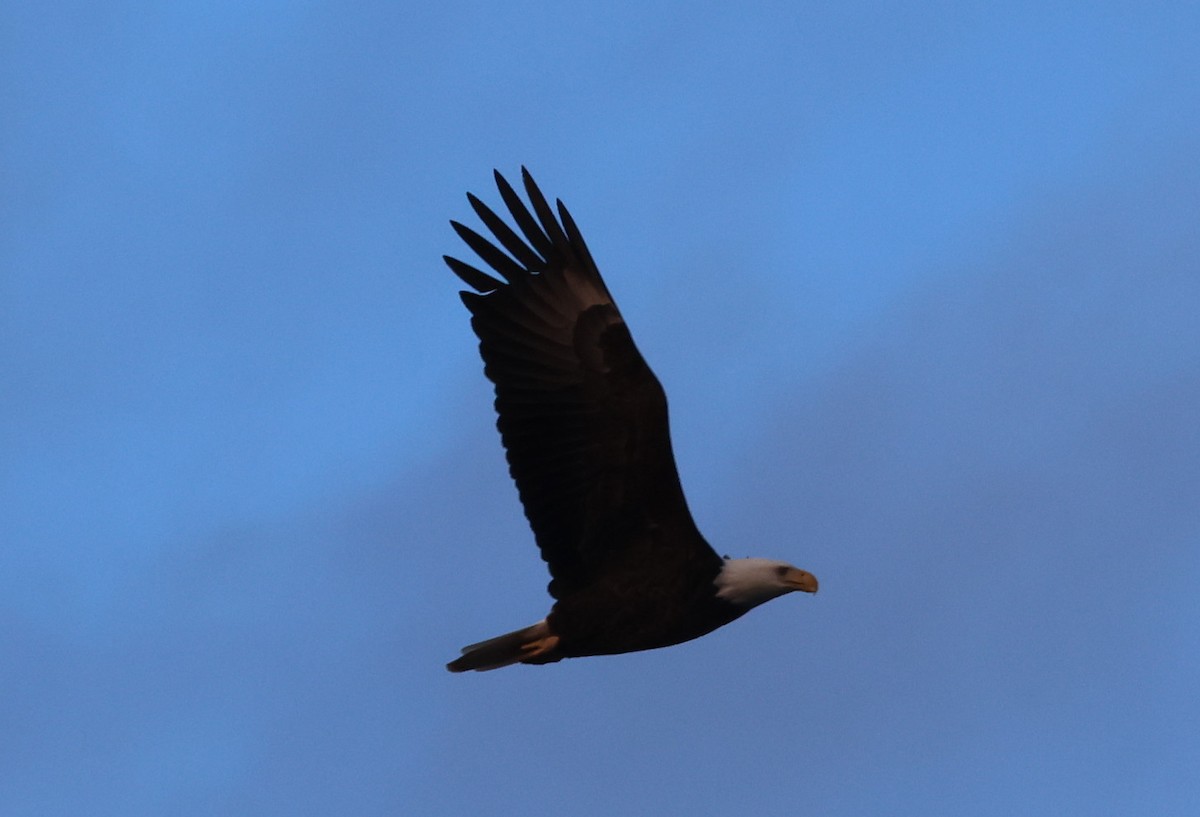 Bald Eagle - ML657243716