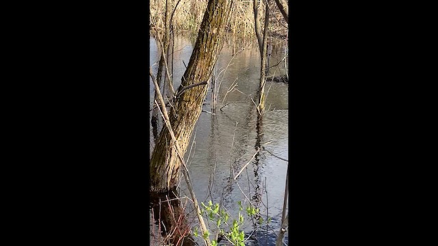 Solitary Sandpiper - ML657243730
