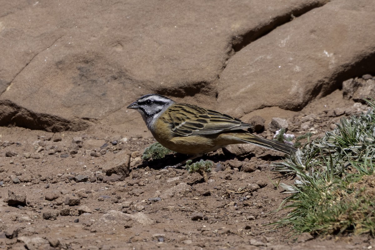 Rock Bunting - ML657244888