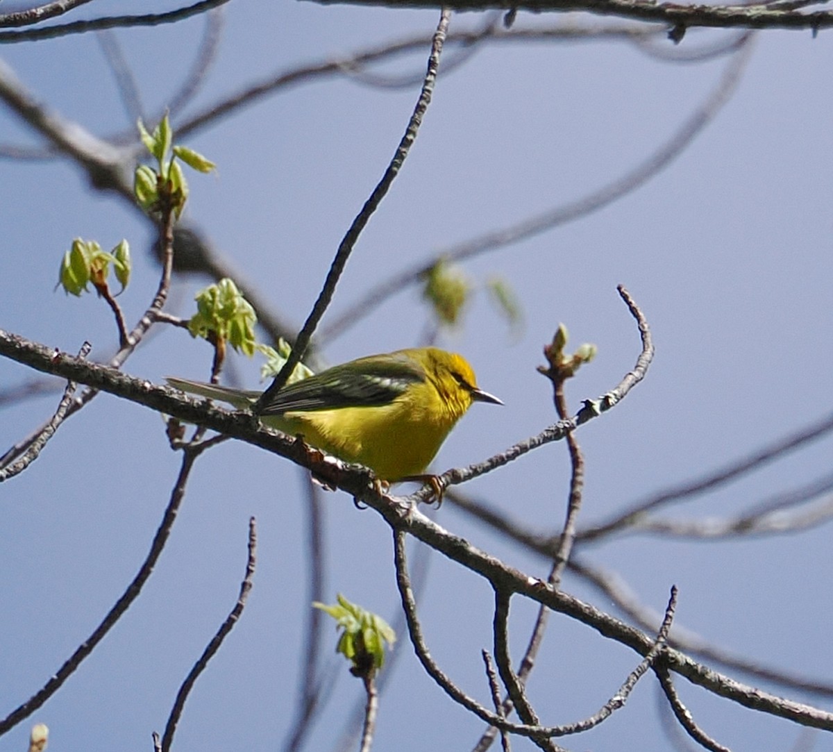 Blue-winged Warbler - ML657245519
