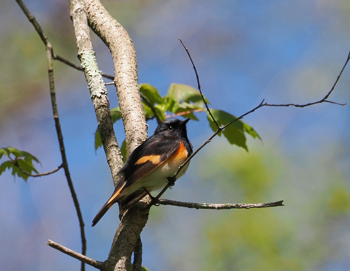 American Redstart - ML657245547