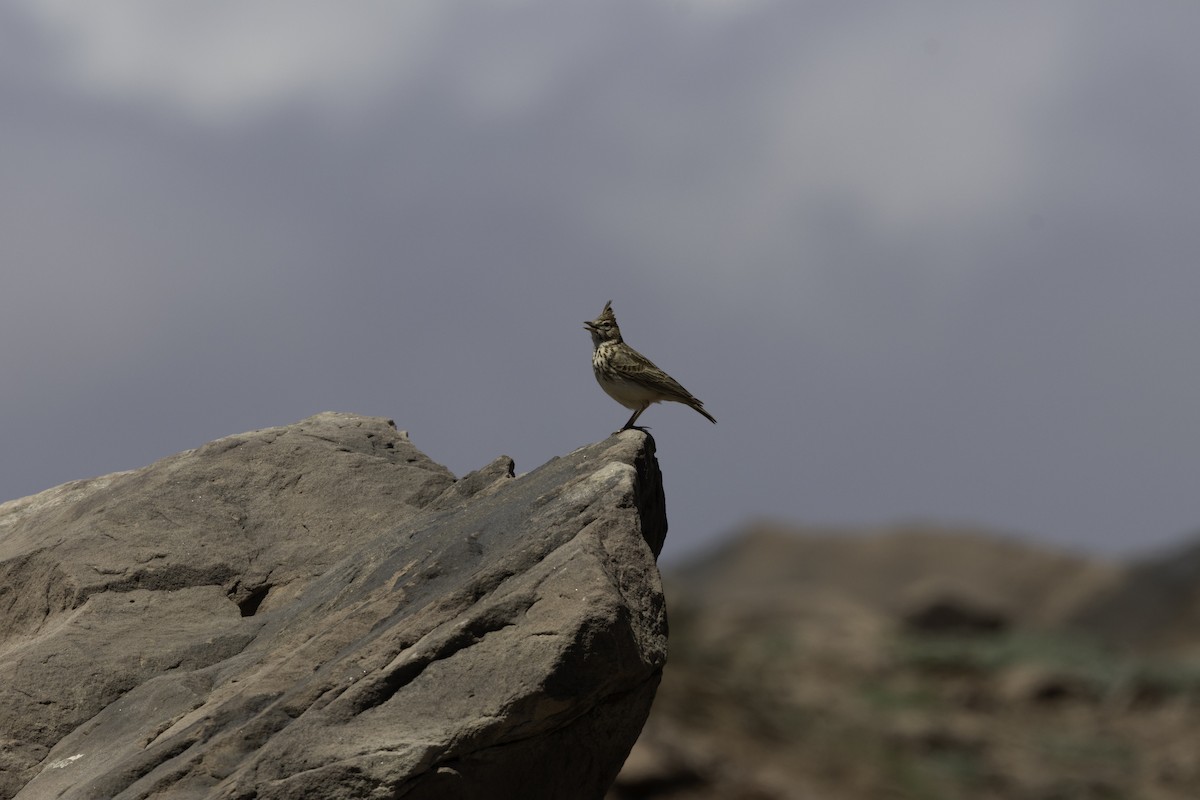 Thekla's Lark - ML657245932