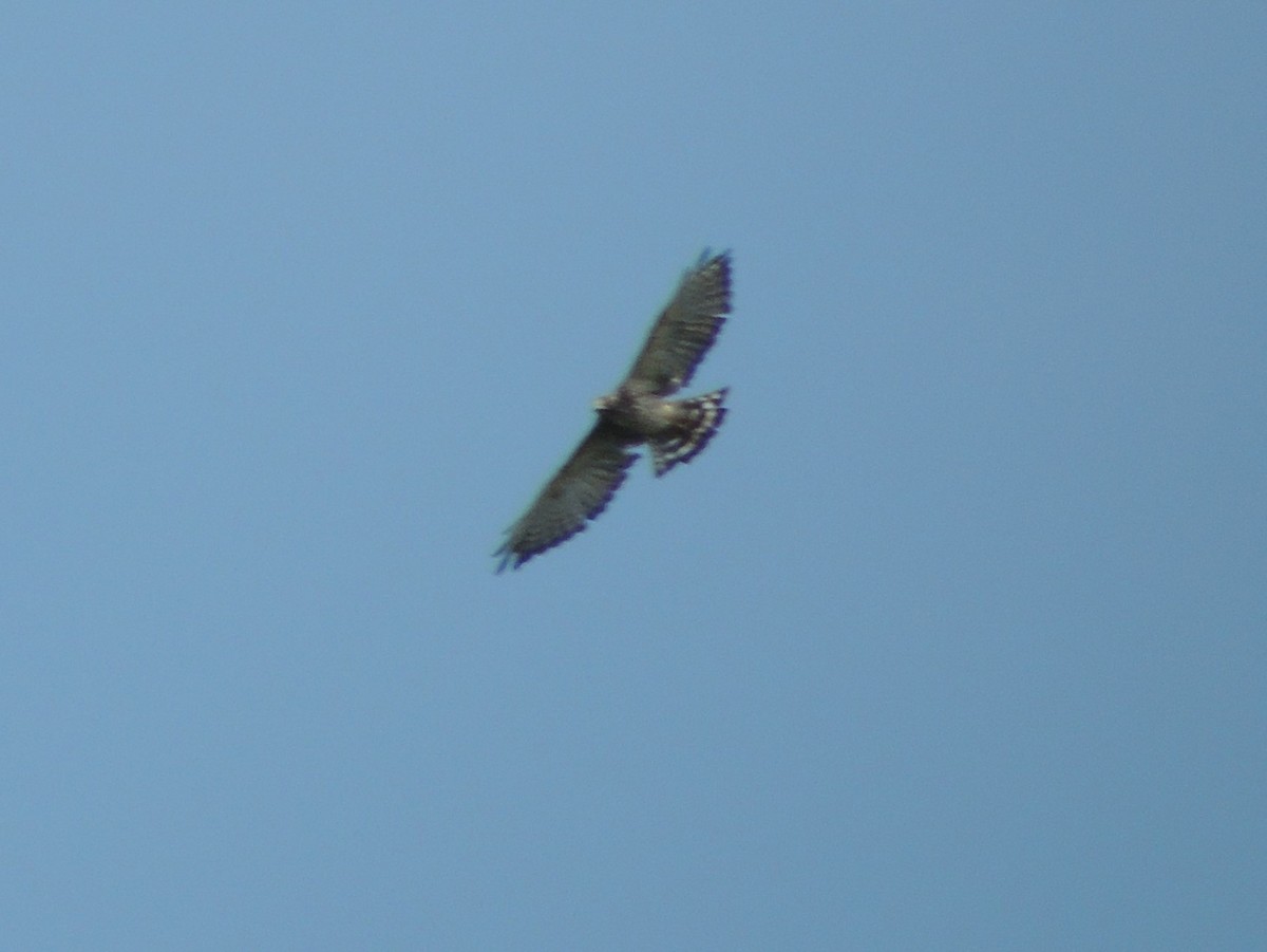 Broad-winged Hawk - Bill Stanley