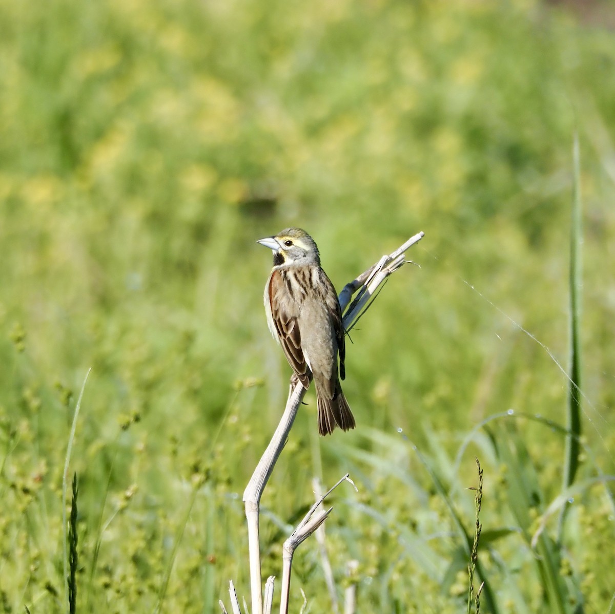 Dickcissel - ML657247218