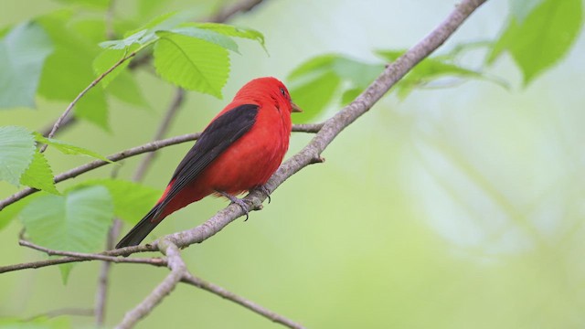 Scarlet Tanager - ML657247352