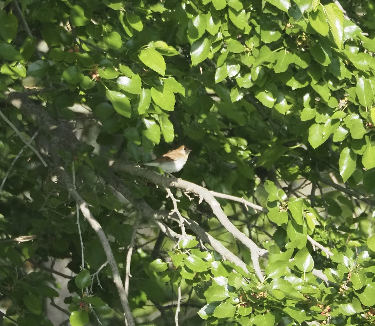Veery - ML657247508