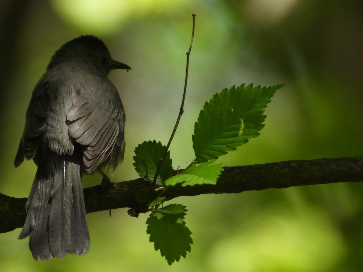 Gray Catbird - ML657247671