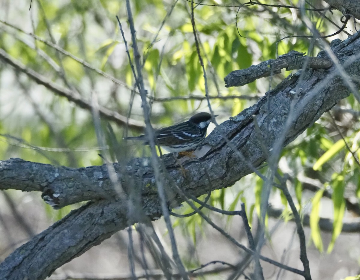 Blackpoll Warbler - ML657247678