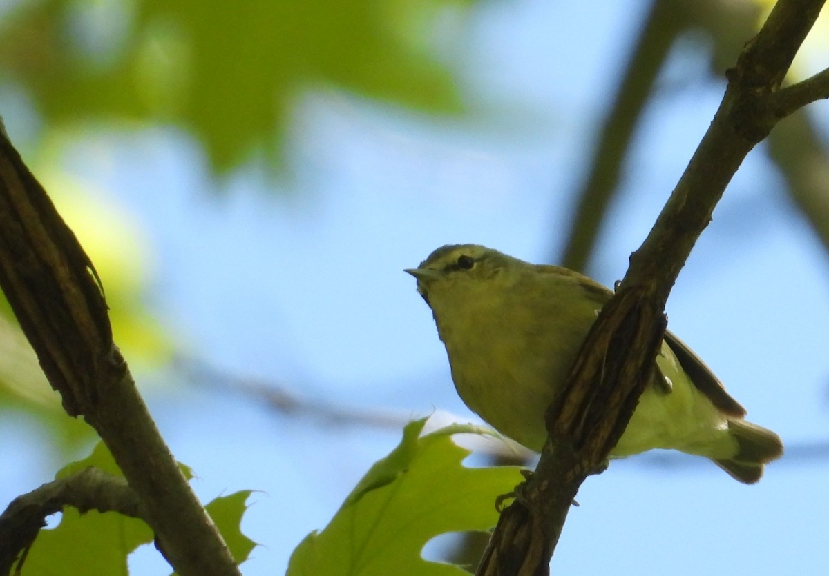 Tennessee Warbler - ML657247744