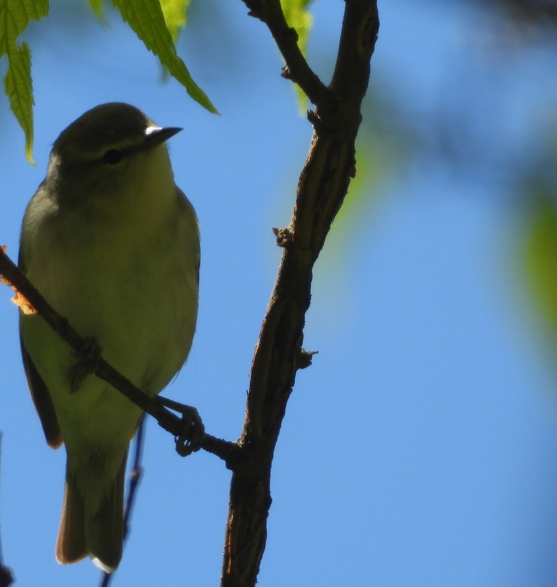 Tennessee Warbler - ML657247745