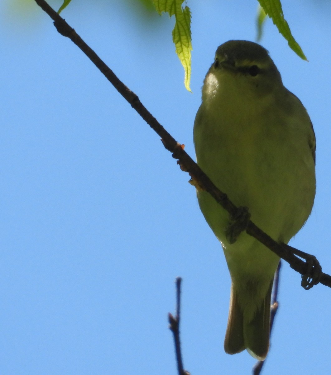 Tennessee Warbler - ML657247746
