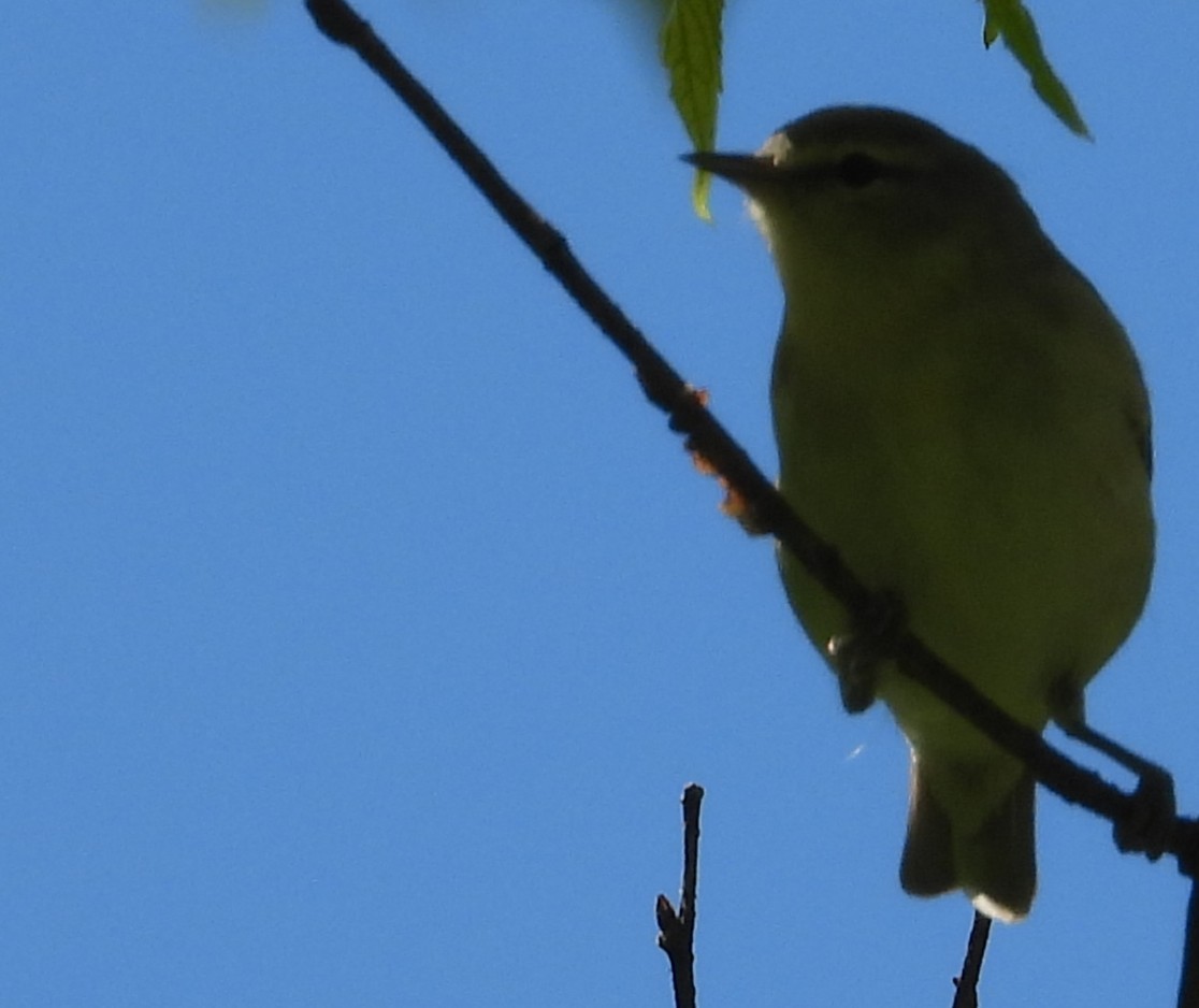 Tennessee Warbler - ML657247747