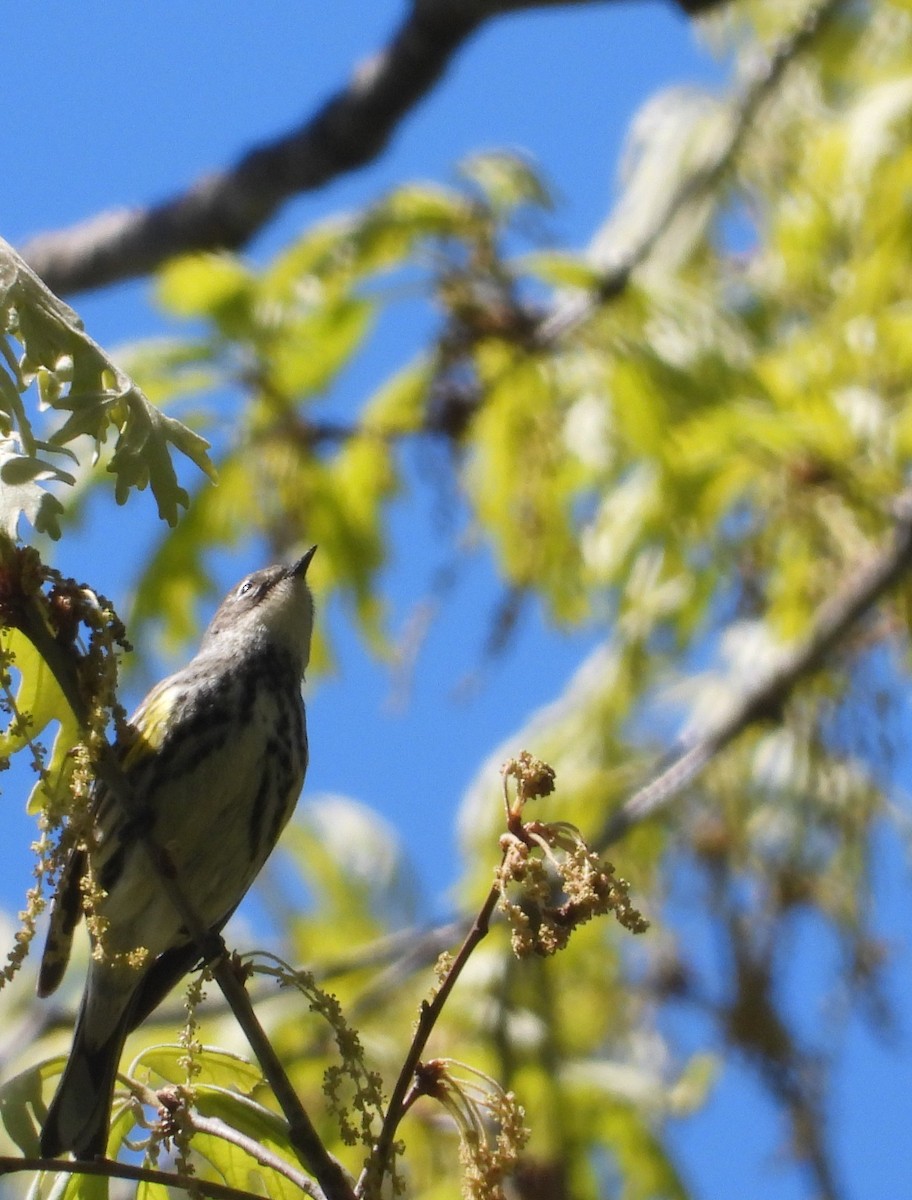 Yellow-rumped Warbler - ML657247872