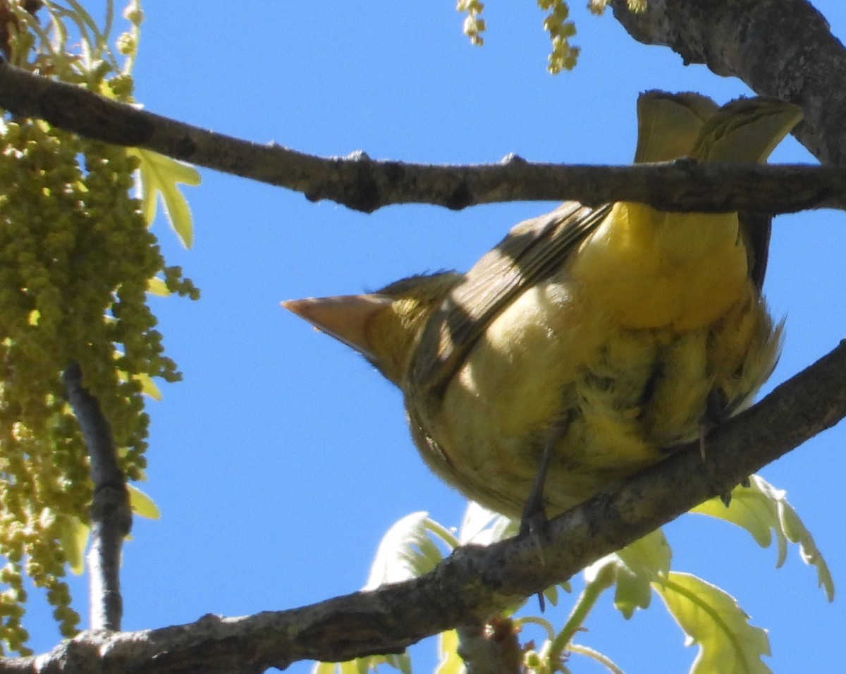 Summer Tanager - ML657247902